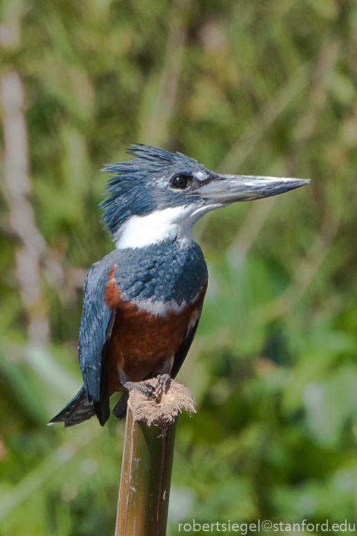 kingfisher